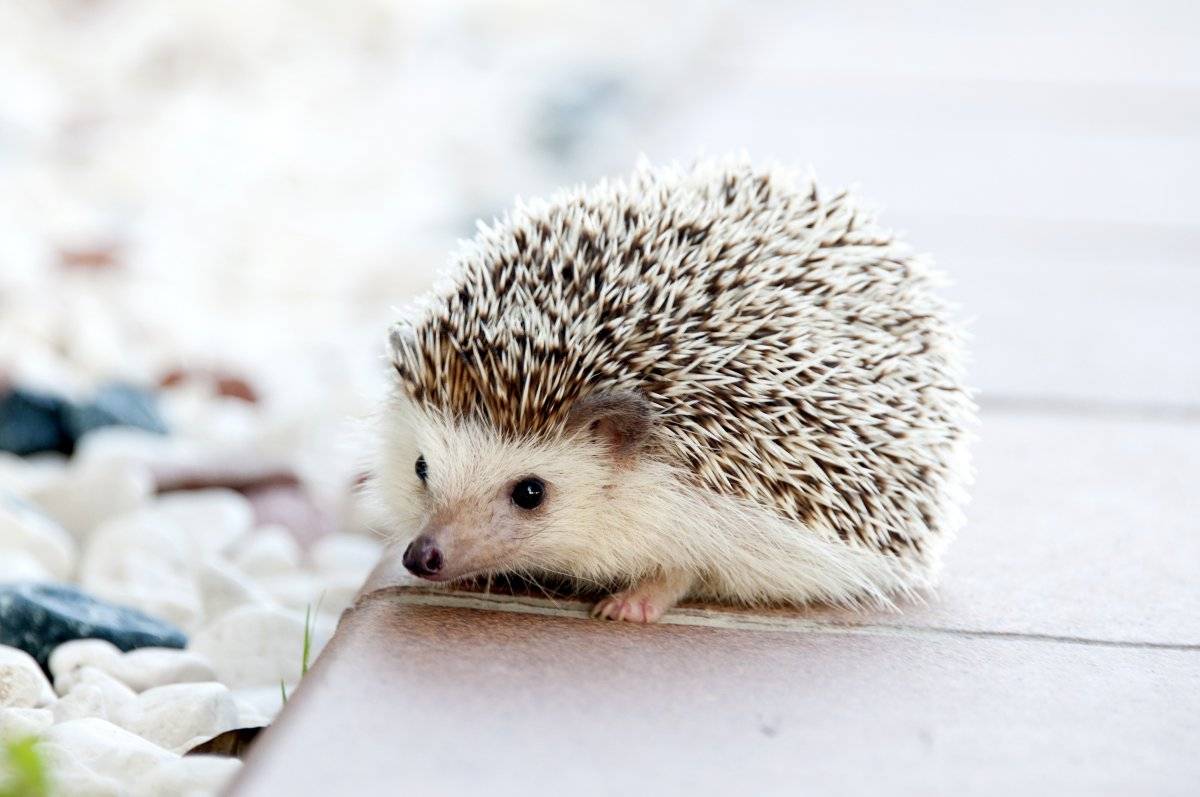 La ciencia por fin explica por qué queremos abrazar animales tiernos