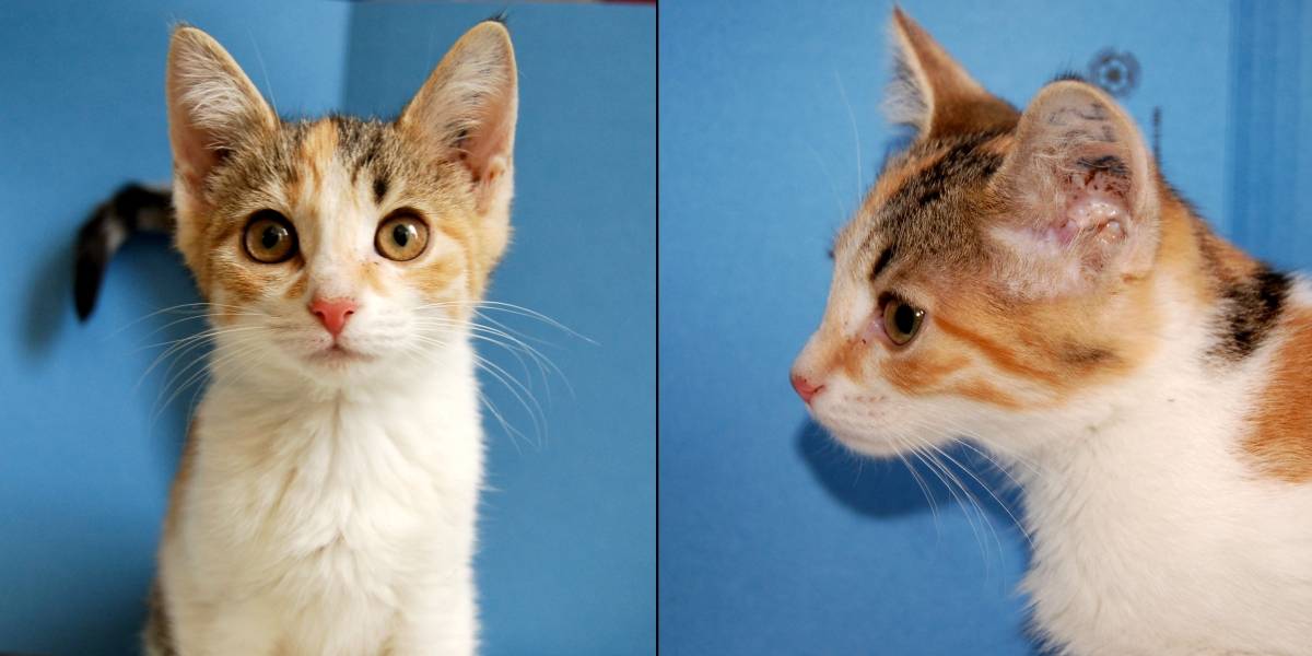 Clonar gatitos es la nueva apuesta de una compañía china: pronto nacerá uno
