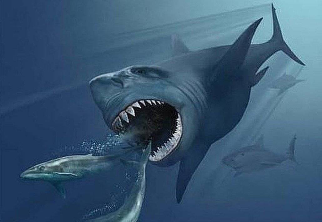 Mgalodon