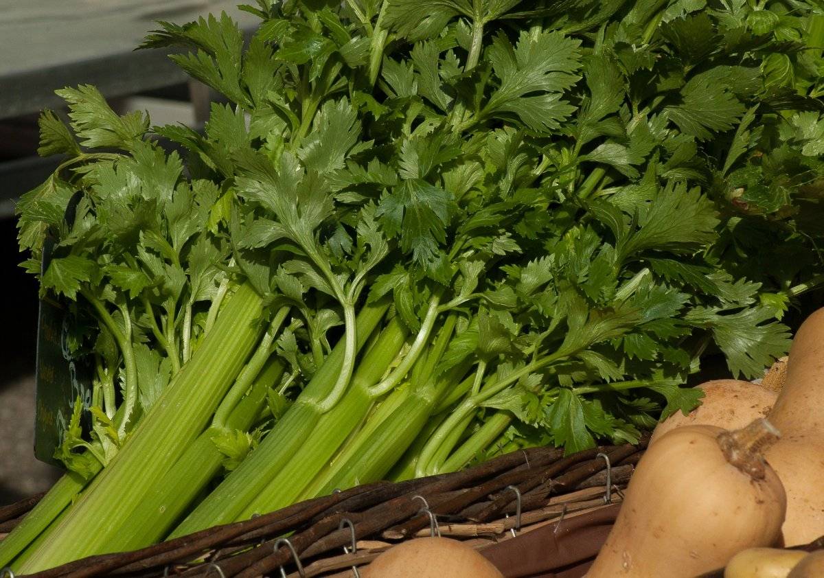 salsao