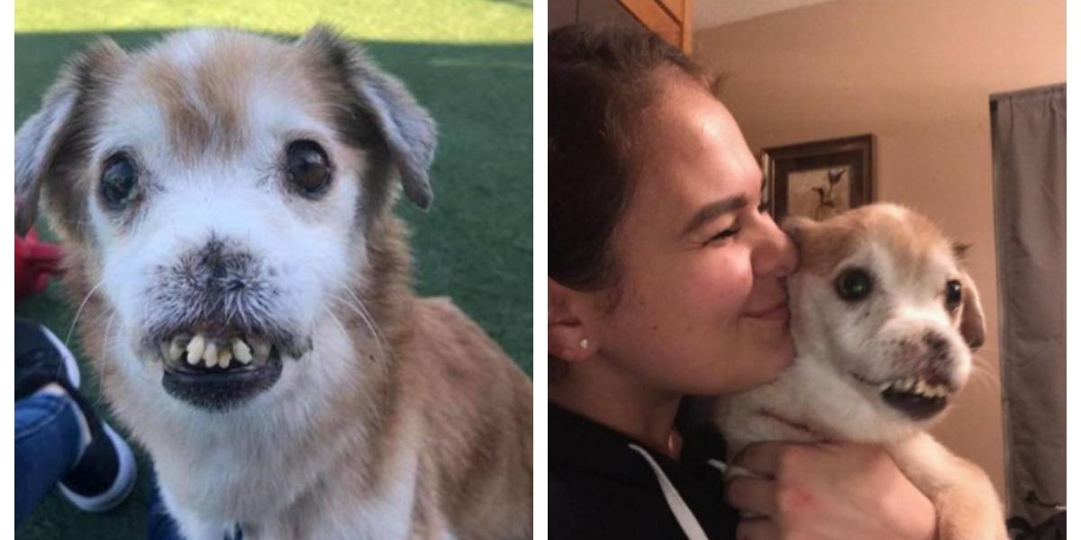 El perro sin nariz que espera encontrar un hogar — Sniffles El perro sin nariz que espera encontrar un hogar — Sniffles