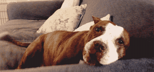 perro