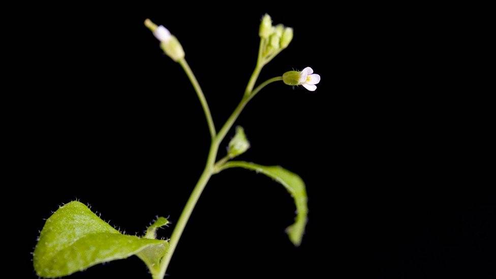 105054525arabidopsis-6a6db2f4f31512603d305ac17c52eccc.jpg