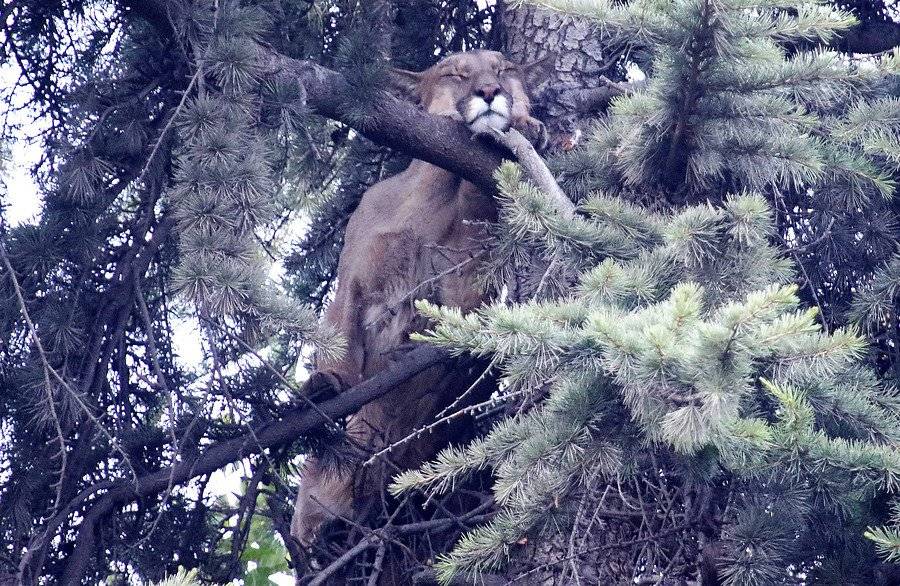 puma