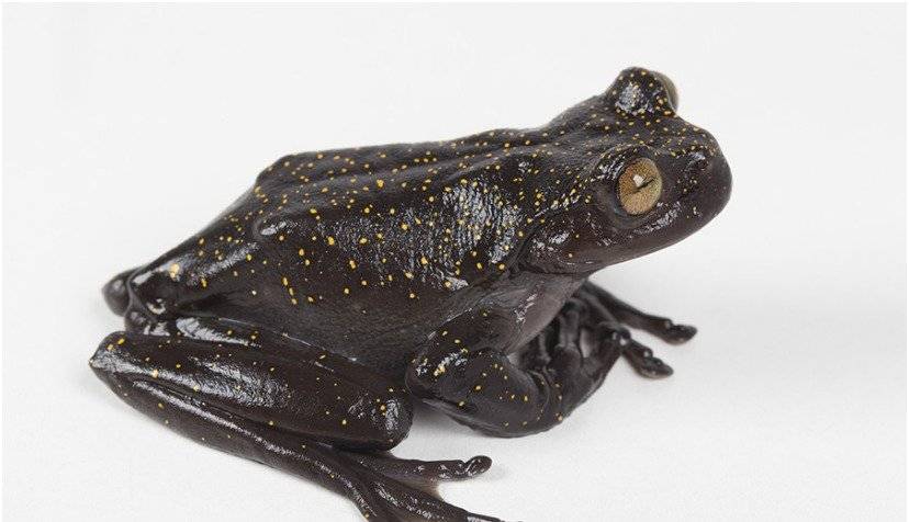 Hyloscirtus hillisi