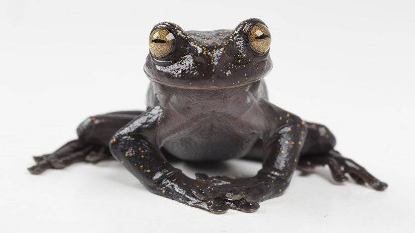 Hyloscirtus hillisi