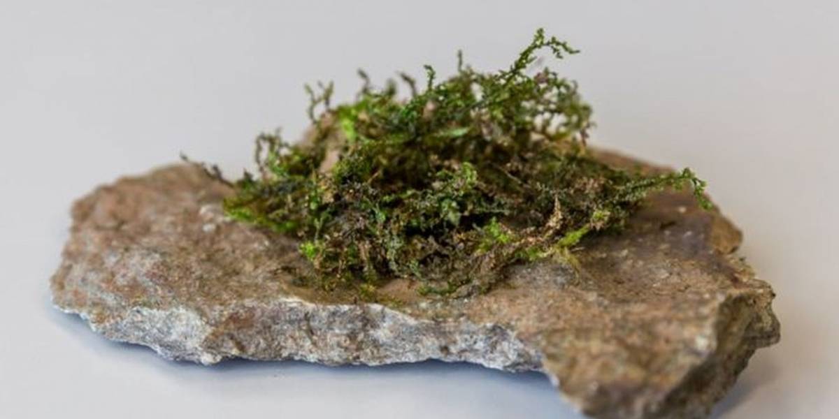 Conozcan la radula, una planta que podría ser la marihuana del futuro