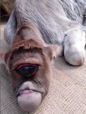 Vaca de un sólo ojo nacida en India / Captura Facebook