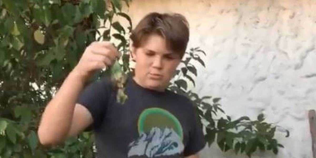 La triste historia detrás de'Chimuelo, el pájaro que se volvió viral por su funeral