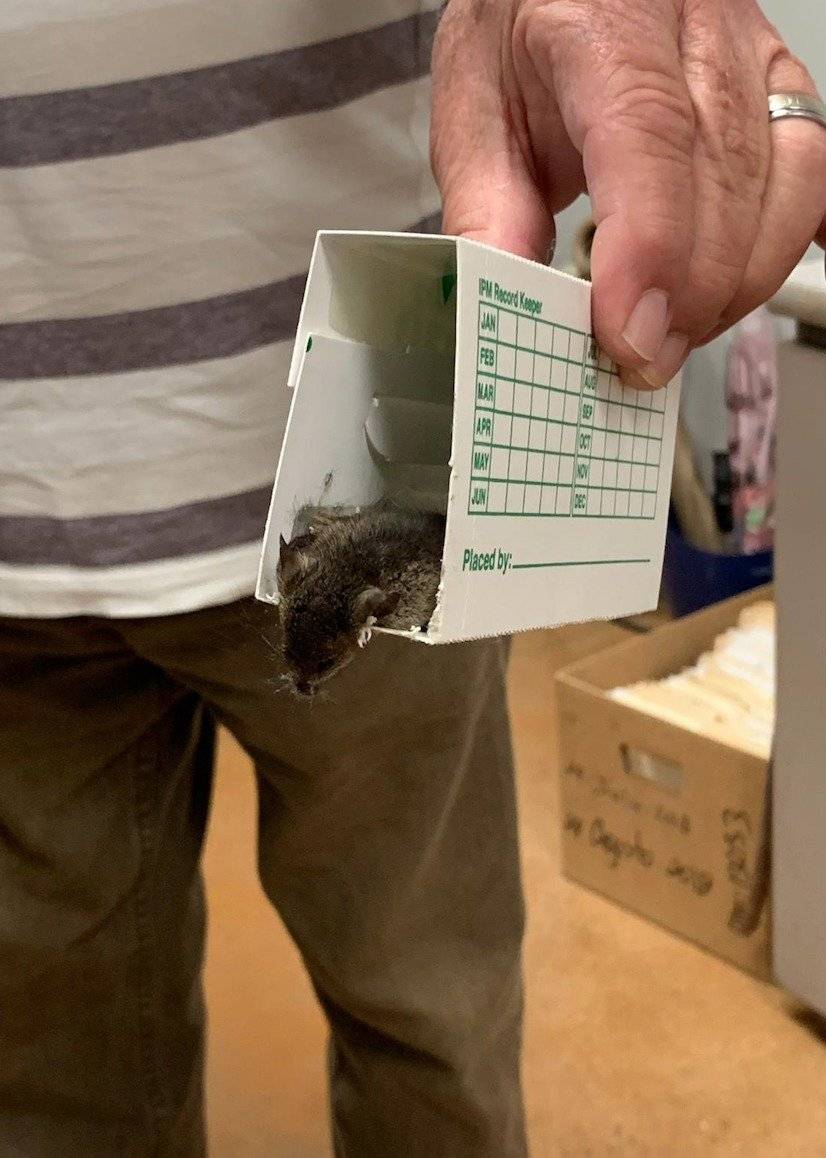 Ratas en oficinas de CESCO y DISCO