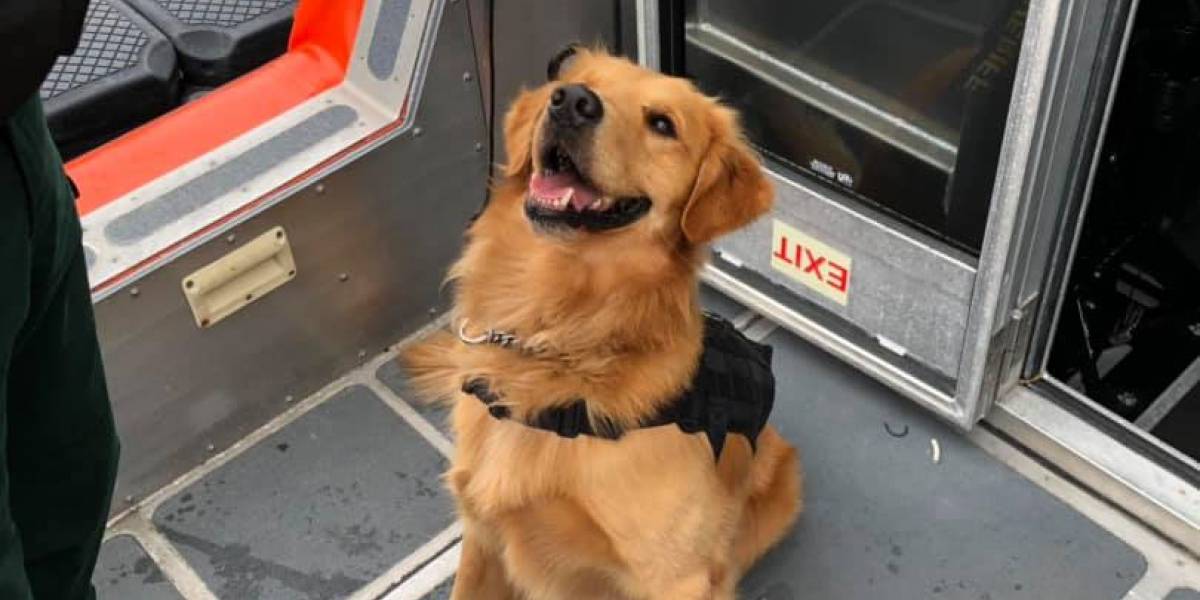 Perro antidrogas sufre sobredosis tras oler a uno de los pasajeros de un crucero para fans de la música electrónica
