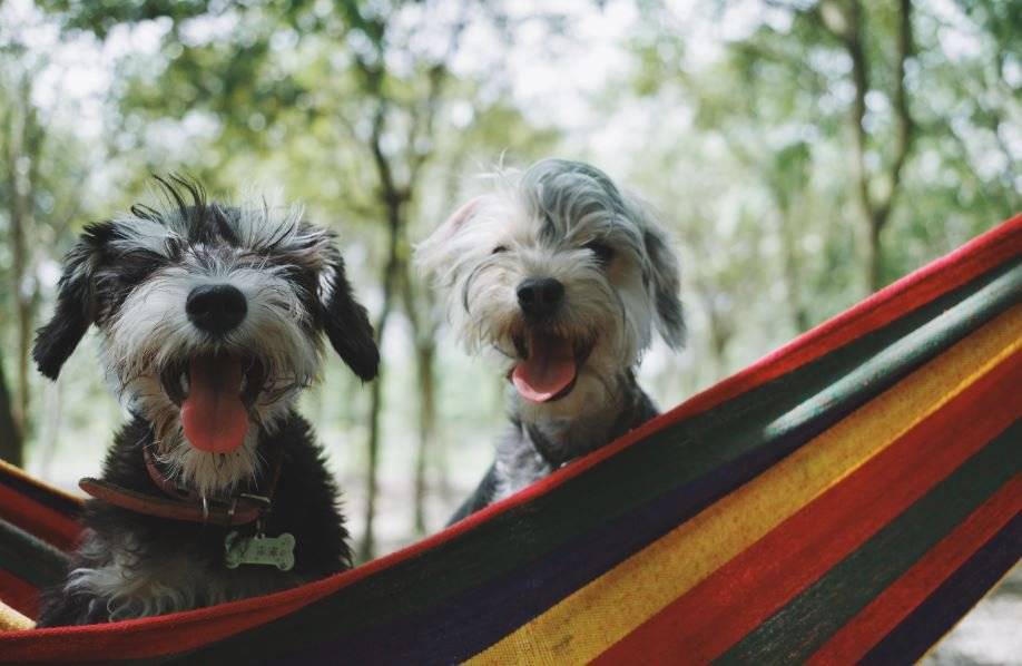 perro