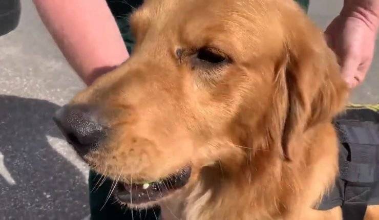 Perro antidrogas sufre sobredosis tras oler a un asistente de un crucero de música electrónica