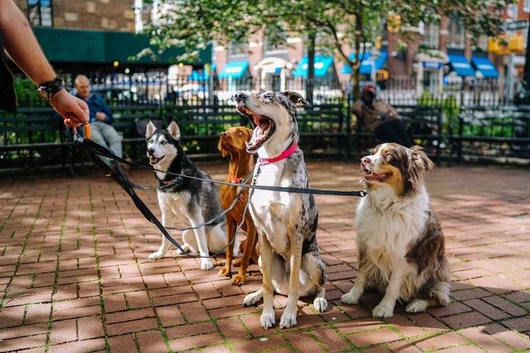 licenciatura para entrenar perros