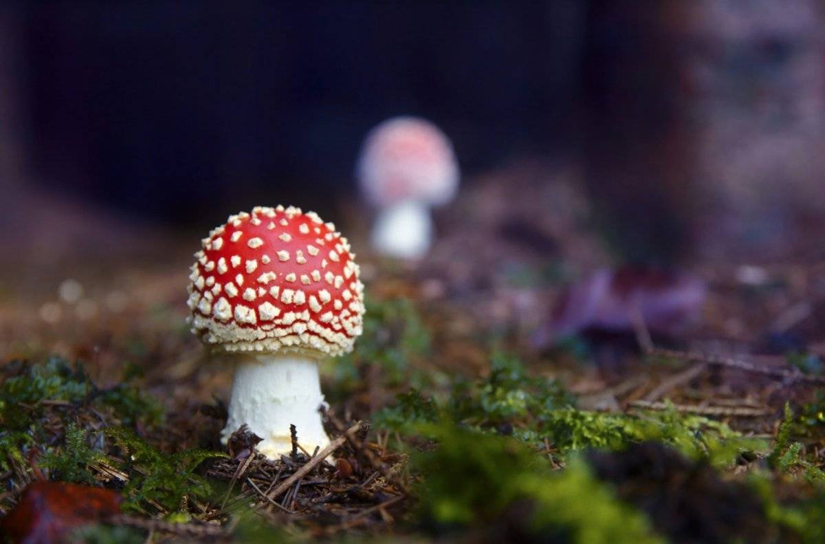 Hongos