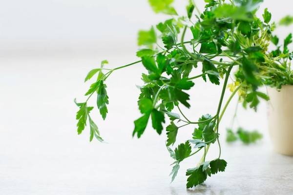 Como hacer el te de perejil con limon