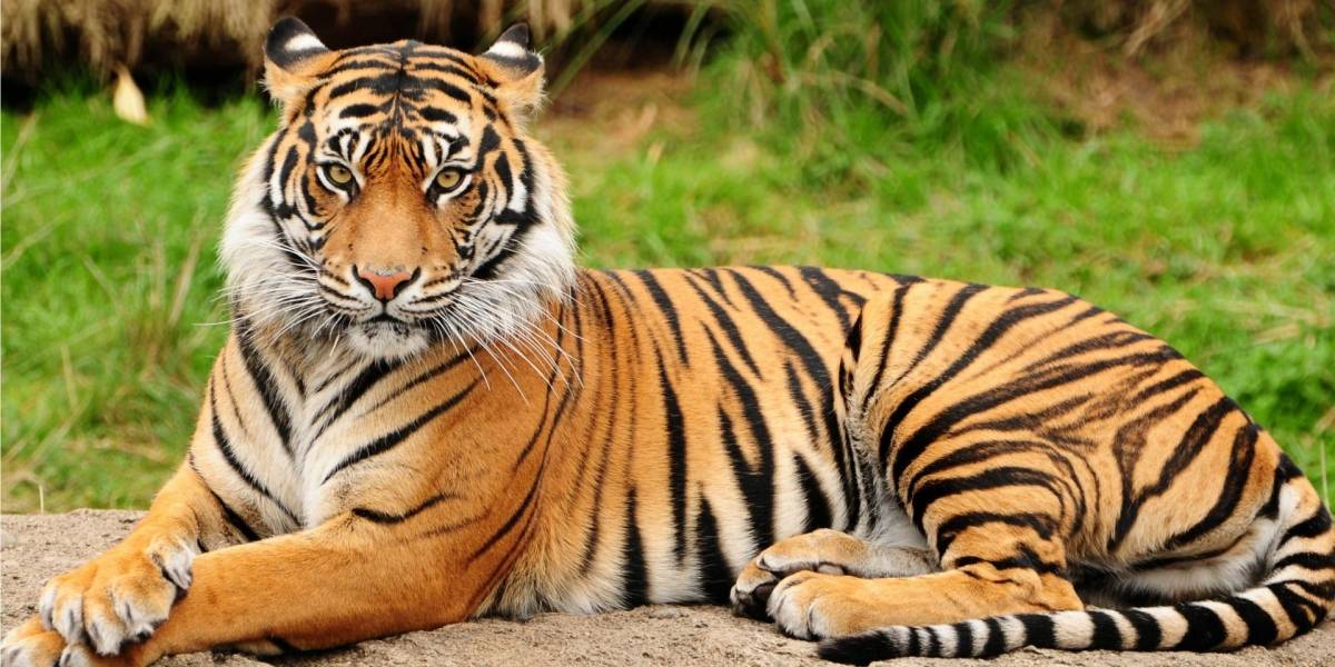 Los tigres podrían extinguirse dentro de una década según organización animalista