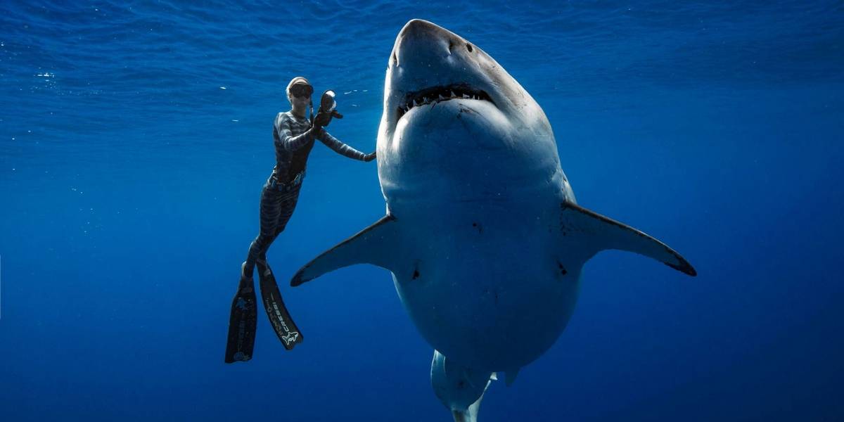 Vuelven a encontrar a Deep Blue, el tiburón blanco hembra más grande del mundo