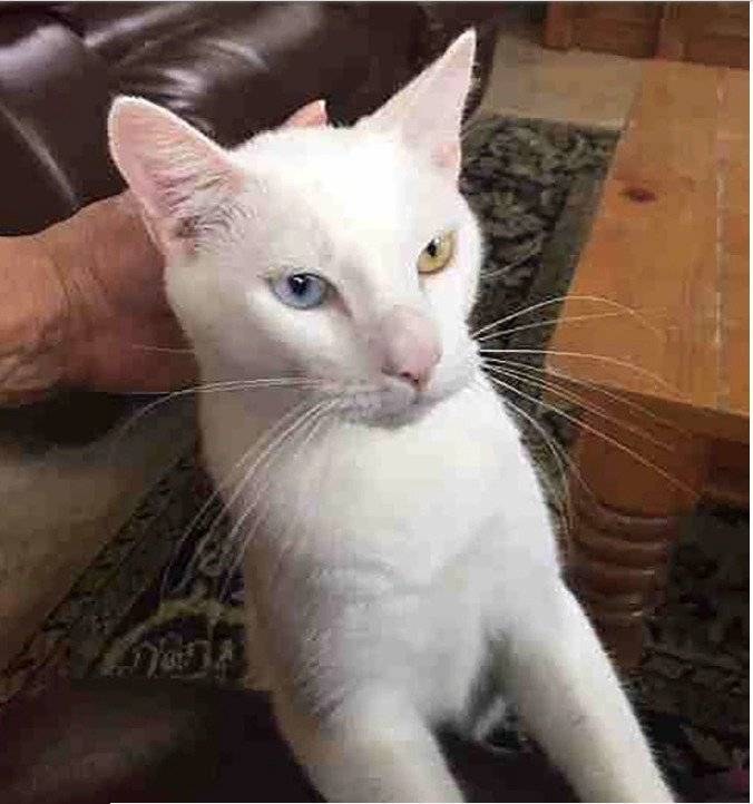 gato rescatado