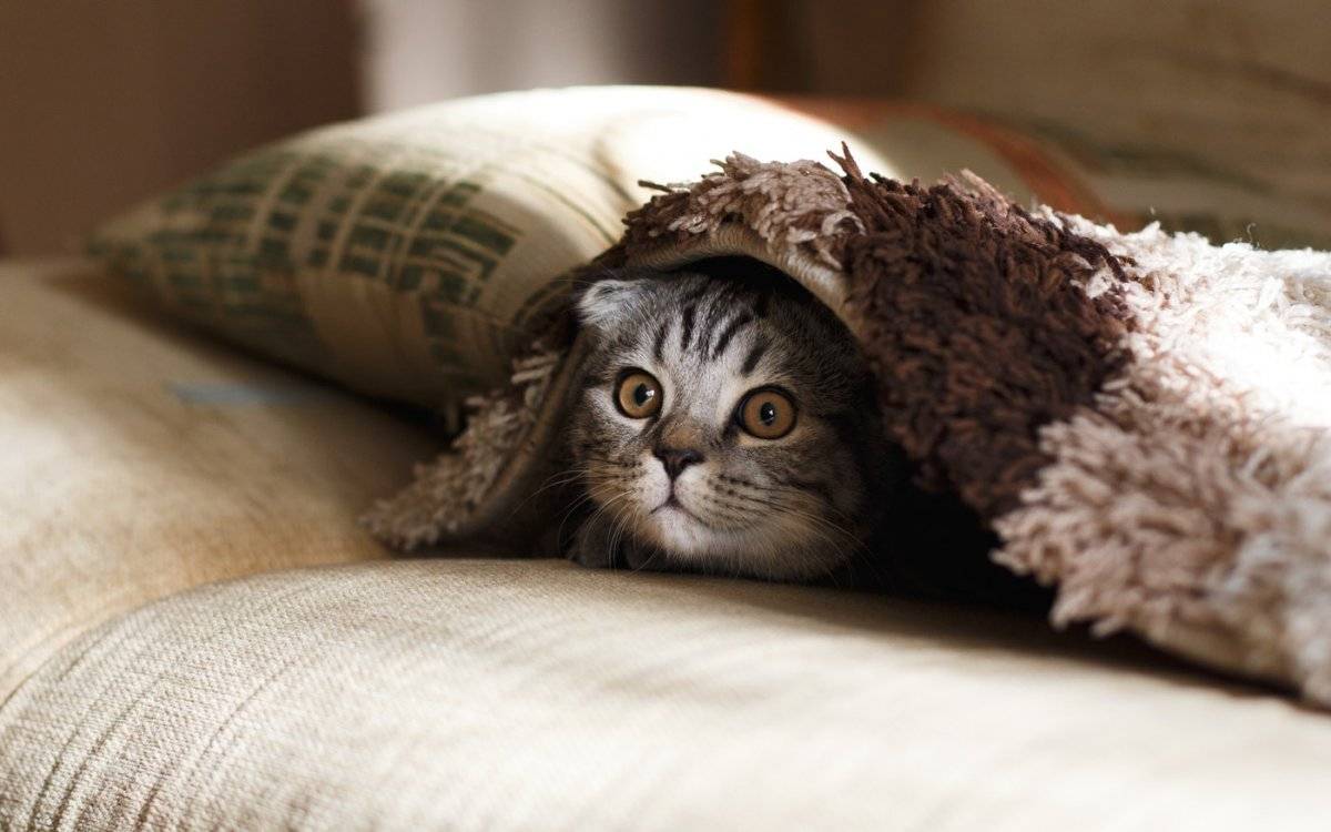 gato
