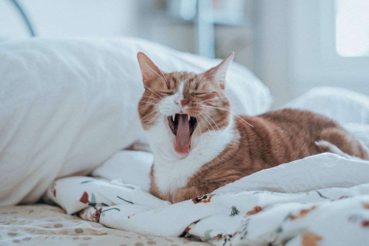 gato