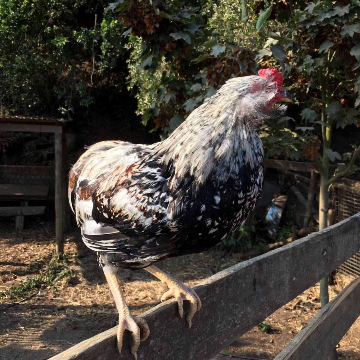 gallina mapuche