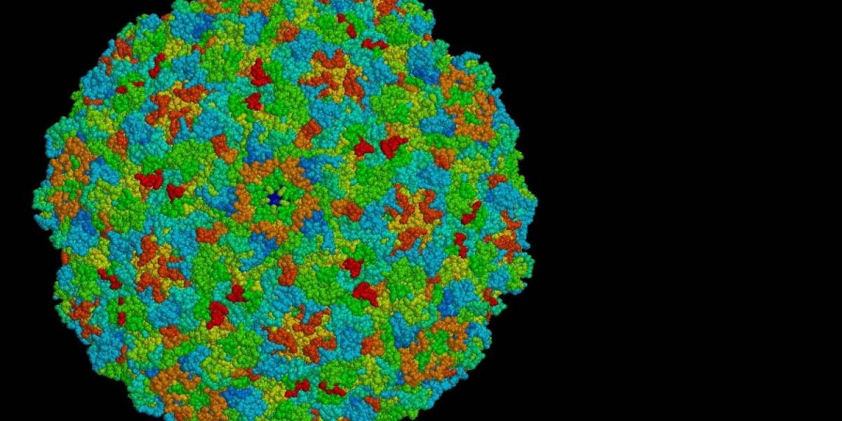 Virus que ataca cerdos y vacas podría ser clave para combatir el cáncer en humanos