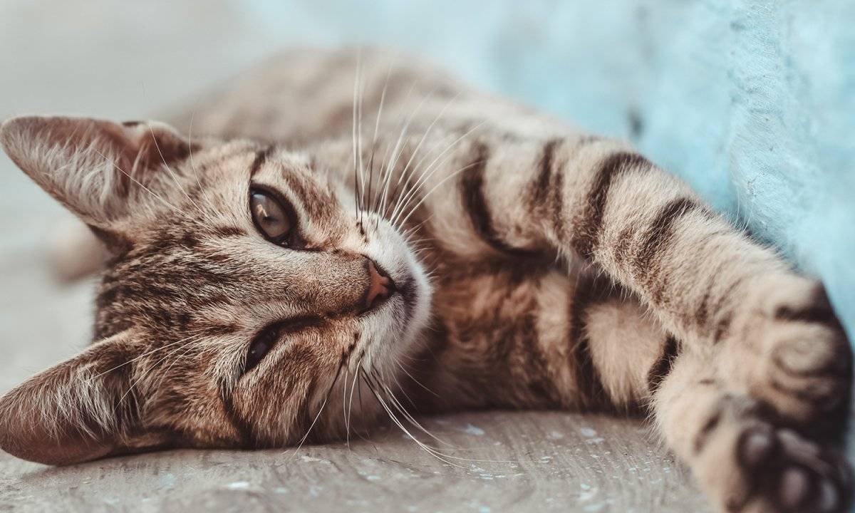 gato