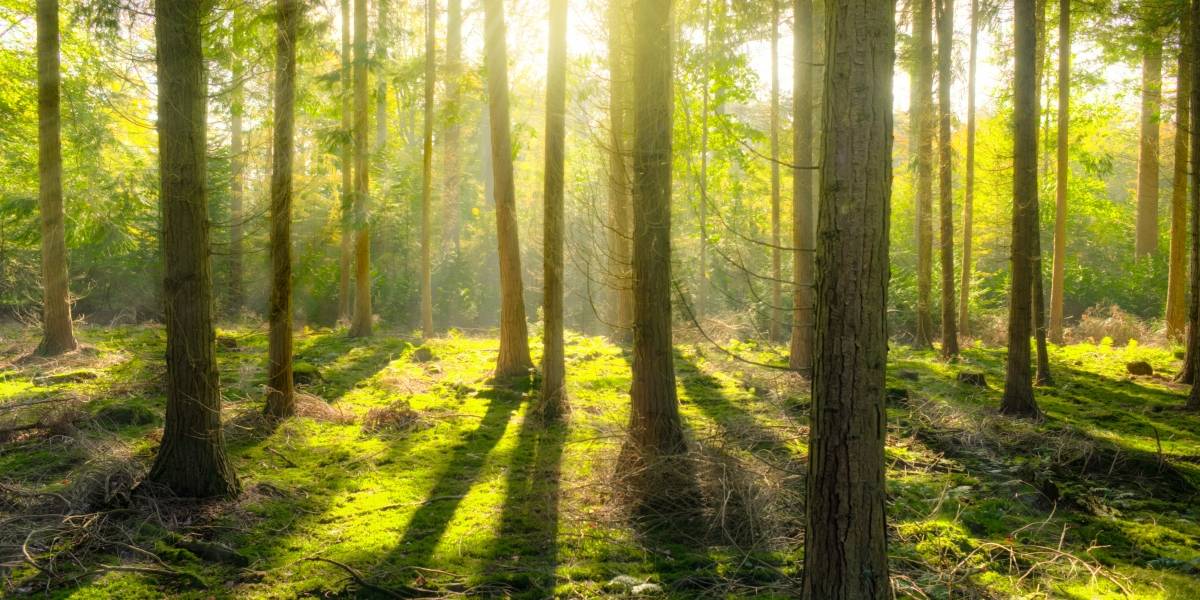 Los bosques tardarían mucho más de lo que creemos en recuperarse de serios daños como talas o incendios