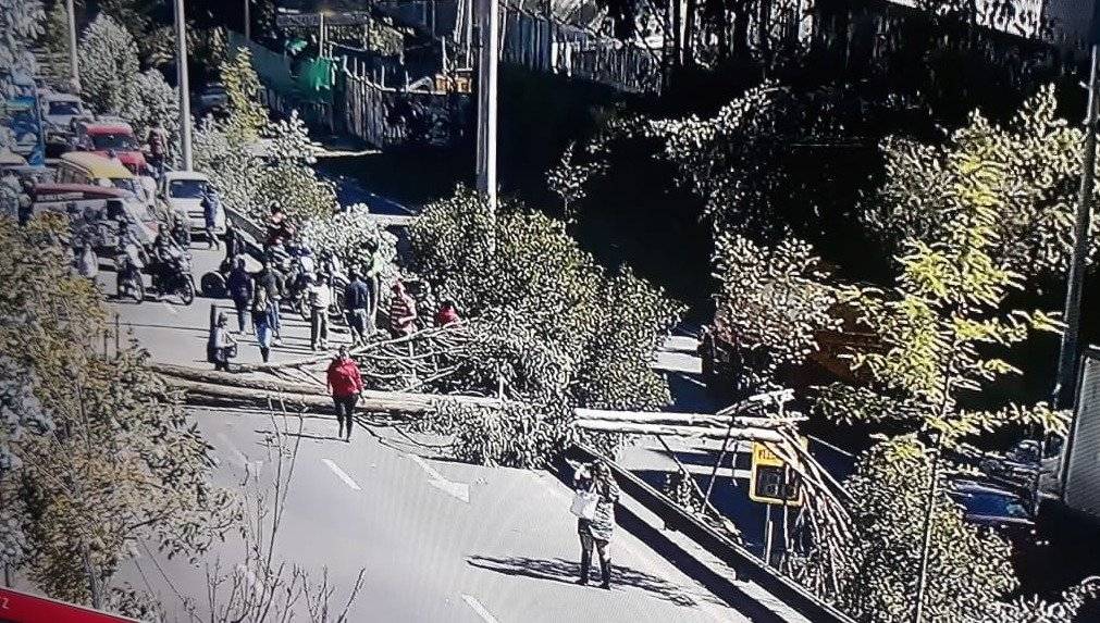 Arbol caído la Av. Mariscal Sucre y Mañosca