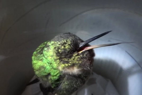necesito bajar de peso urgente en chile pajaro