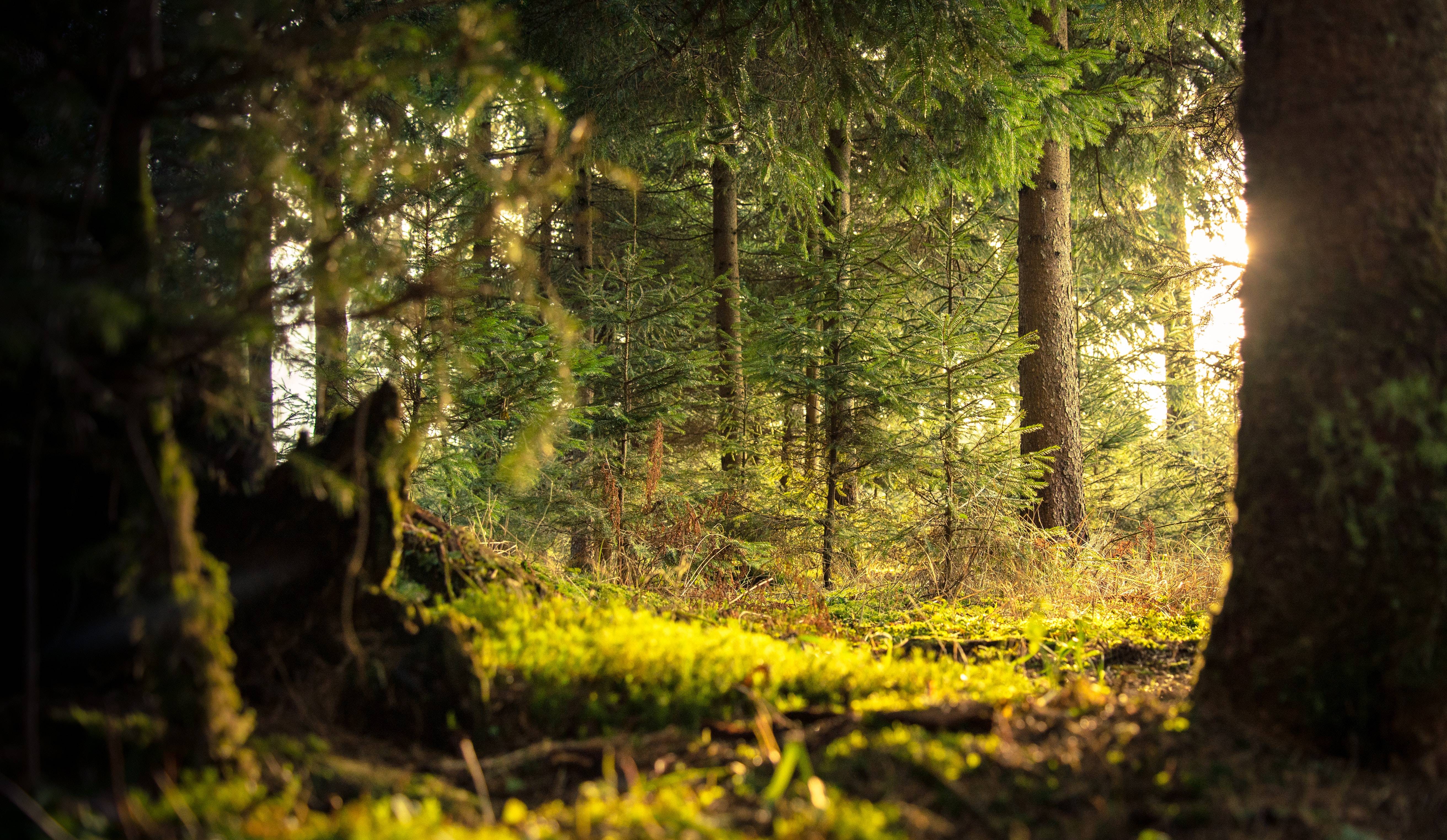 Estudio señala que salvar los bosques es la mejor herramienta para combatir el cambio climático Estudio señala que salvar los bosques es la mejor herramienta para combatir el cambio climático