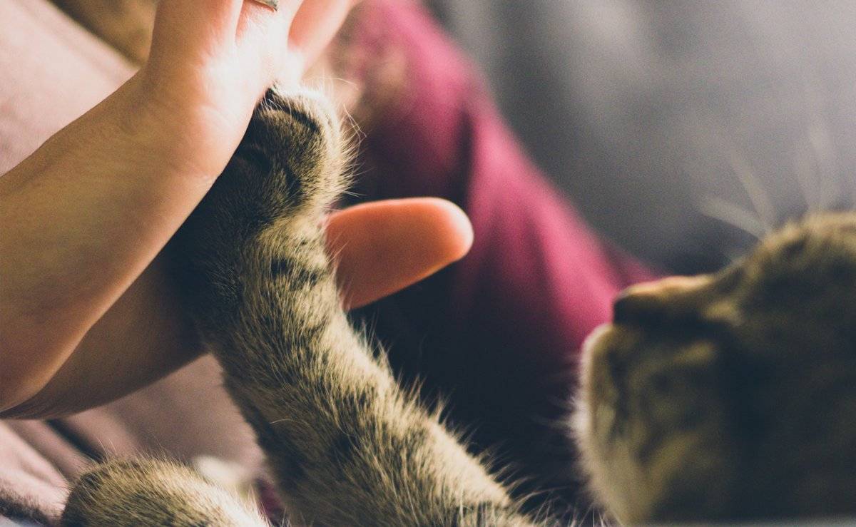 gato