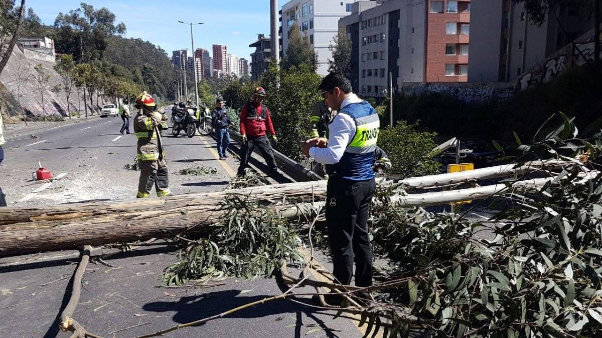 Se cayó un árbol sobre la avenida