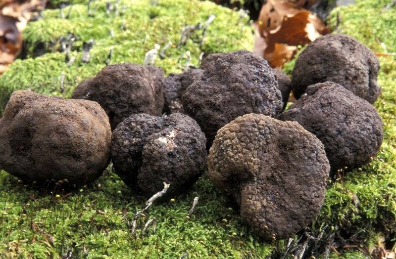 trufas4857