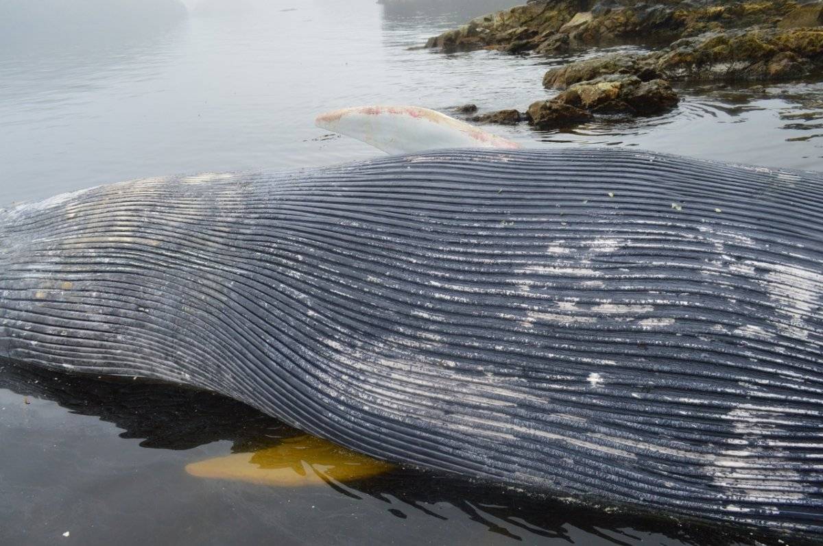 ballena