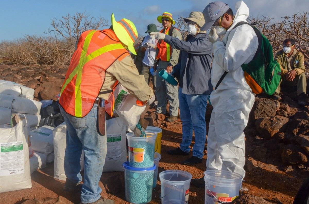 Ecuador implementa proyecto para erradicar roedores en una isla de Galápagos