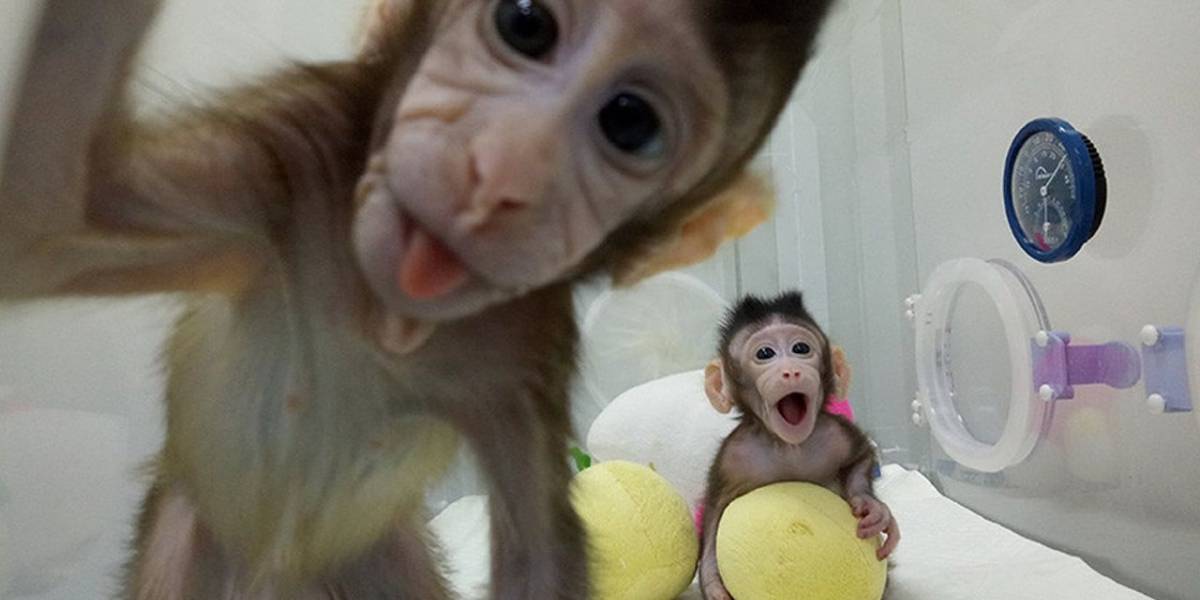 China crea cinco clones de macacos modificados genéticamente