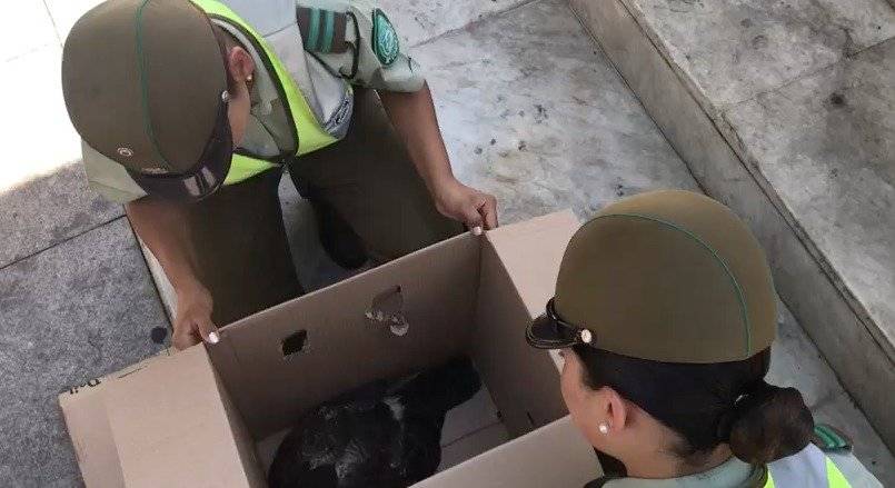 Carabineros rescatan un Peuco