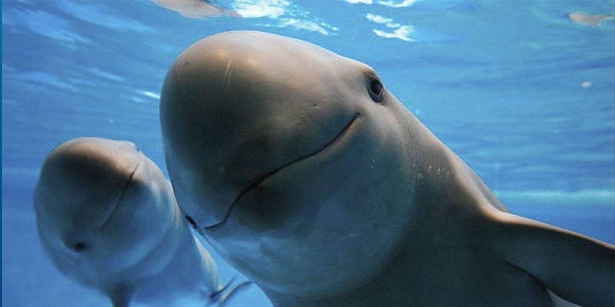 México prepara estrategia para salvar a la vaquita marina