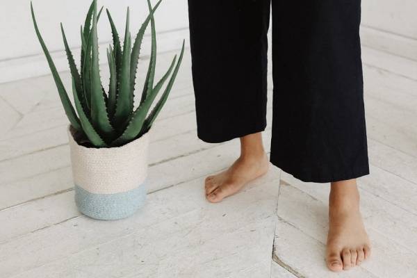 planta de aloe vera y disfunción eréctil planta de aloe vera y disfunción eréctil