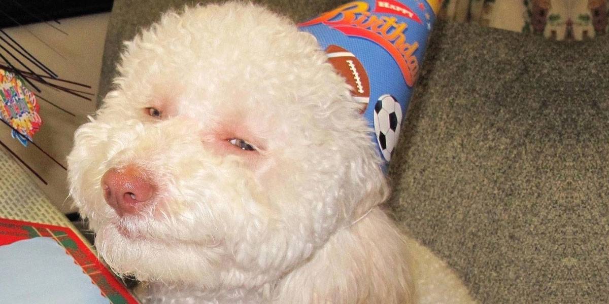Mal viaje: crecen 765% llamadas a emergencias por perros drogados