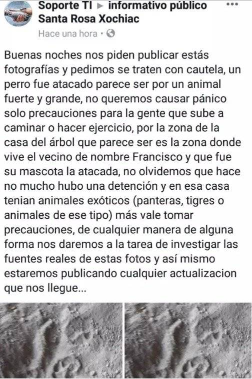tigre