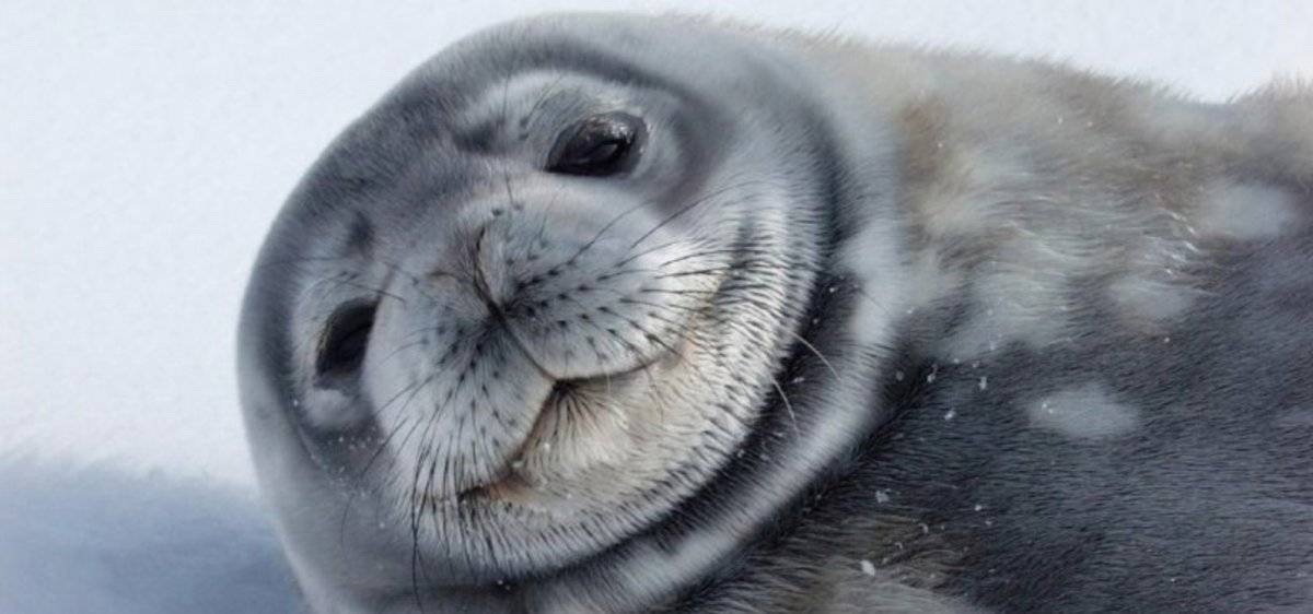 Foca de Weddell