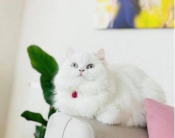 gato