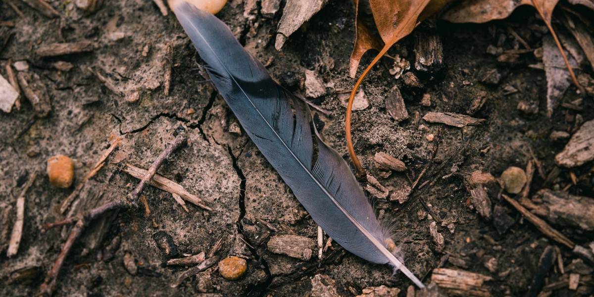 Un fósil del Jurásico podría ayudar a explicar en qué momento de la evolución las aves empezaron a volar