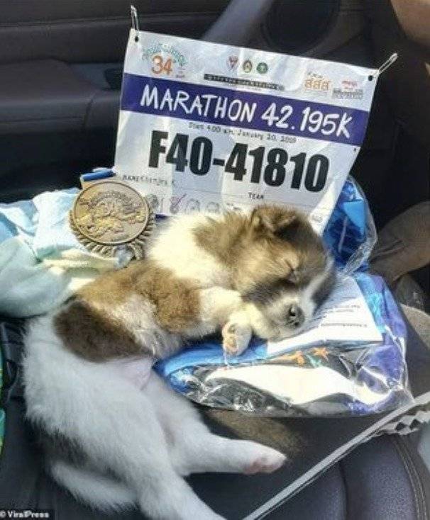 Perro rescatado en maratón