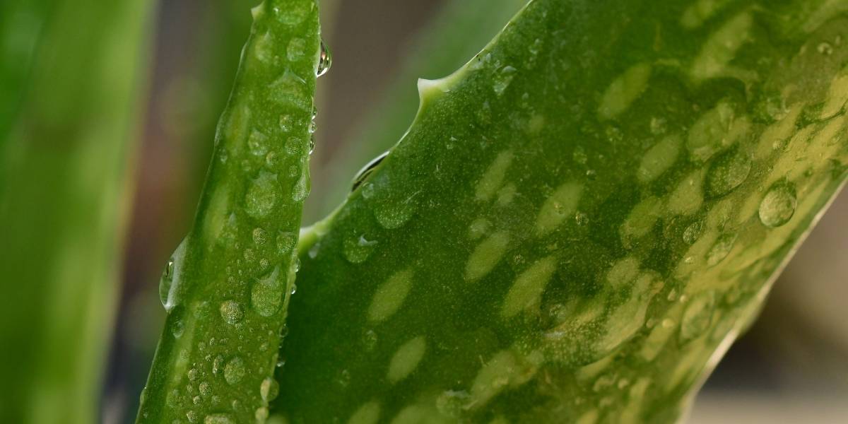 agua de aloe vera para bajar de peso