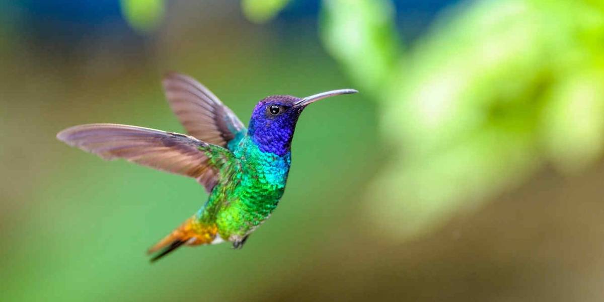 Los colibríes en México se están acabando debido a un ritual de brujería