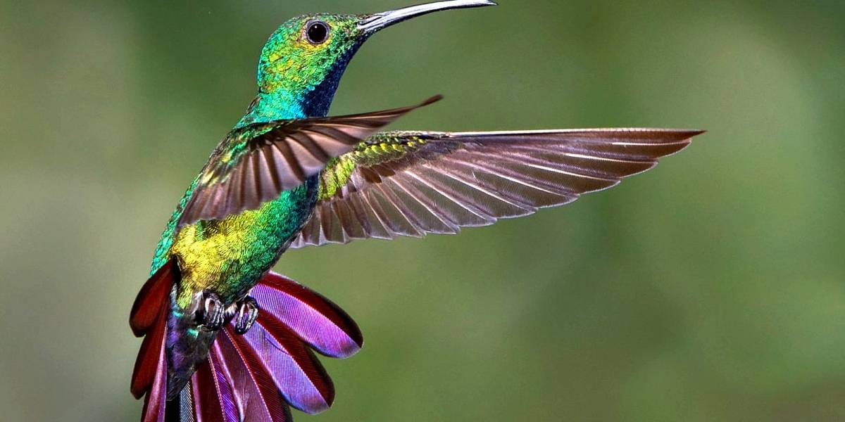 Los colibríes pueden ver los colores de una luz ultravioleta invisible para el ojo humano
